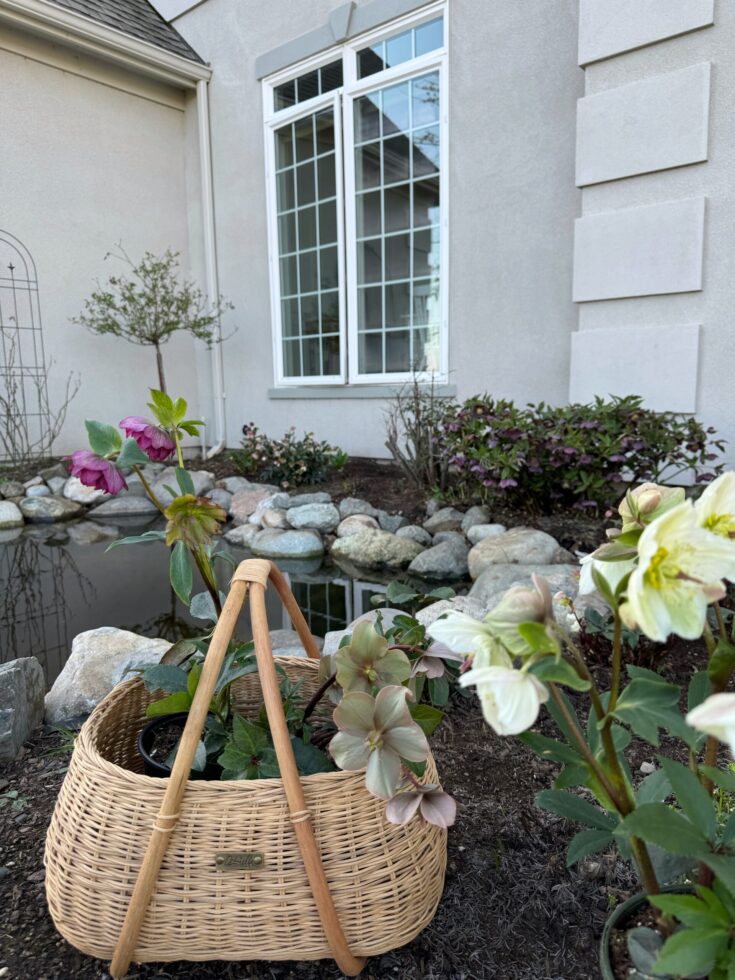 Image for How to Grow Hellebores - Lenten Rose