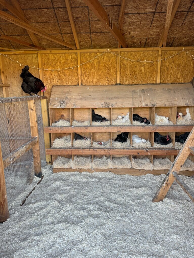 KOOP CLEAN Chicken Coop Bedding – Natural Hay & Straw Mix, 2.4 CF